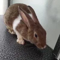 فروش خرگوش خانگی|موش و خرگوش|پیرانشهر, |دیوار