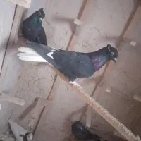 کفترطوقی سارموشی دم سفیدهمه ماده