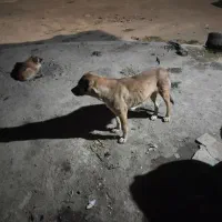 سگ سرابی|سگ|کوراییم, |دیوار