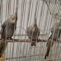 عروس هلندی خاکستری