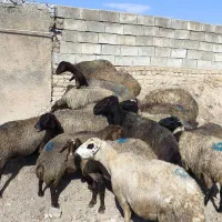 15راس میش مهربان ابستن