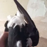 ماده زاغ دم سفید نر پلنگ ماده کله‌ی|پرنده|دورود, |دیوار