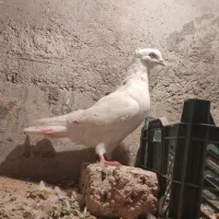 کبوتر|پرنده|مرند, |دیوار