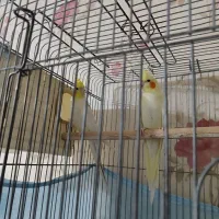 عروس هلندی  و جوجه عروس|پرنده|اراک, |دیوار