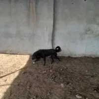 توله سگ|سگ|خمینیشهر, |دیوار