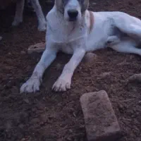 سگ نگهبان و گله|سگ|کرمان, |دیوار