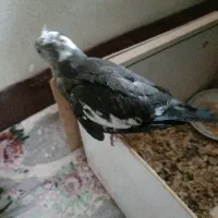 عروس هلندی آلبینو|پرنده|ارومیه, |دیوار