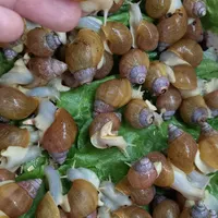 حلزون تراپی|خزنده|زاهدان, |دیوار