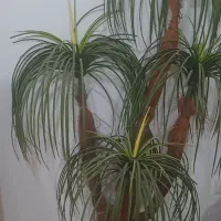 گل ودرخت|حراج|زاهدان, |دیوار