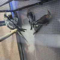 عروس هلندی|پرنده|شاهرود, |دیوار