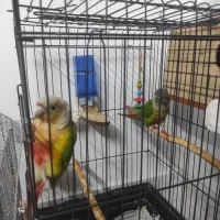 یک جفت مولد