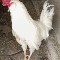 خروس چهل تاج جوون