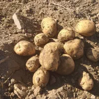 سیب زمینی بذری|خدمات باغبانی و درختکاری|جیرفت, |دیوار