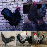 استرالوپ مرندی پلیموت راک ایام سمانی ویاندوت