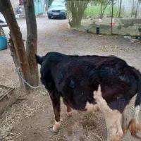 گوساله نر|حیوانات مزرعه|اطاقور, |دیوار