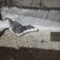 کفتر شهرستان مناسب|پرنده|یزد, |دیوار