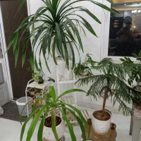 انواع گل|گل و گیاه طبیعی|نیشابور, شهرک ولیعصر|دیوار