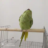 طوطی ملنگو دستی سخنگو|پرنده|بیرجند, |دیوار