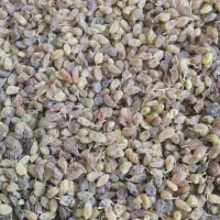 کشمش سبز سایه خشک