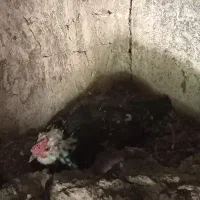 مرغ