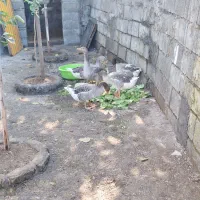 غاز محلی بالغ