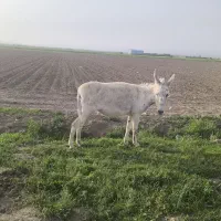 فروش یا معاوضه