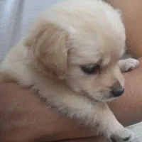 بچه پامرباکلی وسایل قیمت پیشنهادی