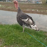 فروش حیوانات مزرعه