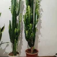 گل طبیعی باگلدان