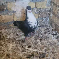 سار کرم و کرباتی ماده|پرنده|مشهد, آزادشهر|دیوار