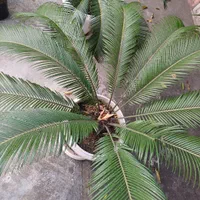 فروش نهال گواوا،فیجوا،سیکاس و پشن فروت و گردو محلی