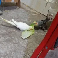 یک جفت عروس هلندی با یک جفت جوجه ده روزه