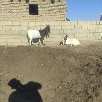 یک راس بز|حیوانات مزرعه|گنبد کاووس, |دیوار