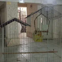 دوتا قفس پرنده ۸۰۰