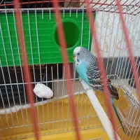 مرغ عشق نر بالق|پرنده|لاهیجان, لیالستان|دیوار