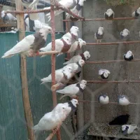 کبوتر طوقی در رنگ های مختلف و کبوتر شامپیون|پرنده|ری, علایین|دیوار