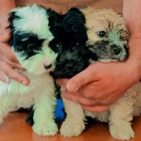 سگ شیت رو پامر