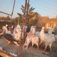 کف زربه|پرنده|سبزوار, عارف|دیوار