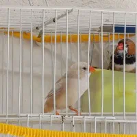 فروش چند جفت فنچ|پرنده|نورآباد ممسنی, |دیوار