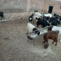 ۲۵ راس بز جوان|حیوانات مزرعه|گرمسار, |دیوار