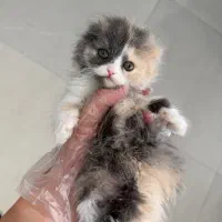 توله گربه بریتیش اسکاتیش ۲ ماهه