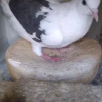 دوعددکبوترماده یکت شوسیاه وتهرانی