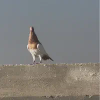 کفتر سرخ یهودی شهرستانی|پرنده|ری, دولت‌آباد|دیوار