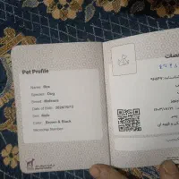 فروش یه قلاده سگ مالینویزیک ساله قیمت ۸تومن مقطوع|سگ|سمیرم, |دیوار