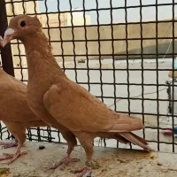 جفت زرد سیستانی کاکل