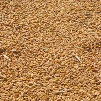 خریداری وفروش گندم درمحل نقدی توافقی