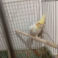 یه جفت طوطی عروس تعویض با قناری|پرنده|قزوین, |دیوار