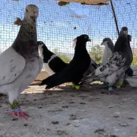 کفتر بوم رنگی و سار