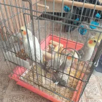 عروس هلندی
