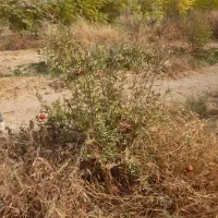 باغچه ۴۰۰ متری|فروش زمین و ملک کلنگی|باقرشهر, |دیوار